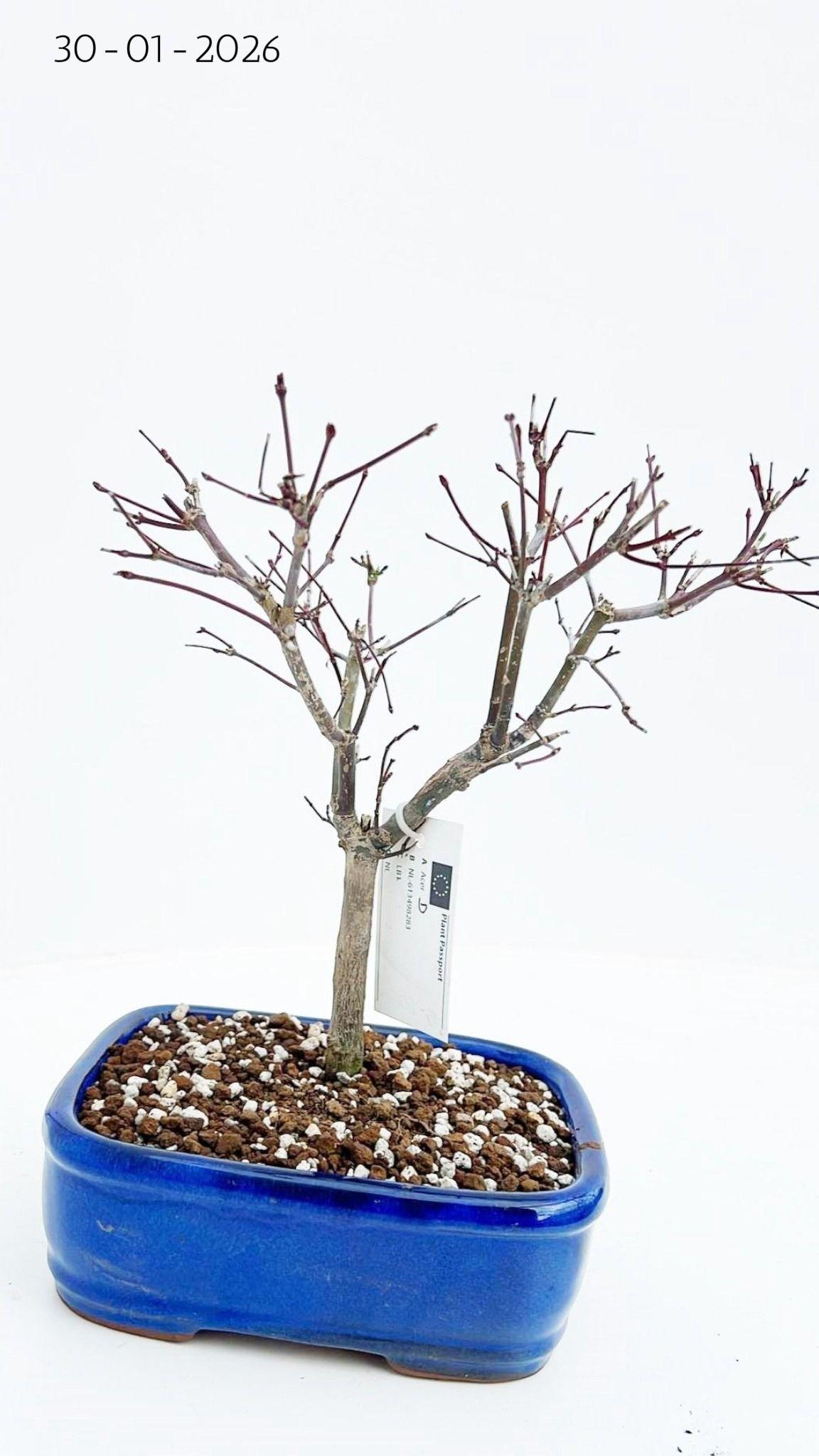 Горшечные цветы и растения оптом Acer Palmatum Deshojo, от 4шт из Голландии с доставкой по России