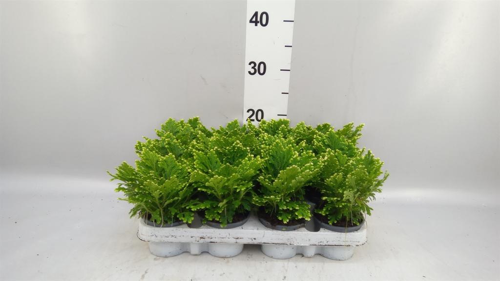 Горшечные цветы и растения оптом Selaginella Martensii jori от 12шт (для телеги) из Голландии с доставкой по России Горшечные цветы и растения оптом Selaginella Martensii jori от 12шт (для телеги) из Голландии с доставкой по России