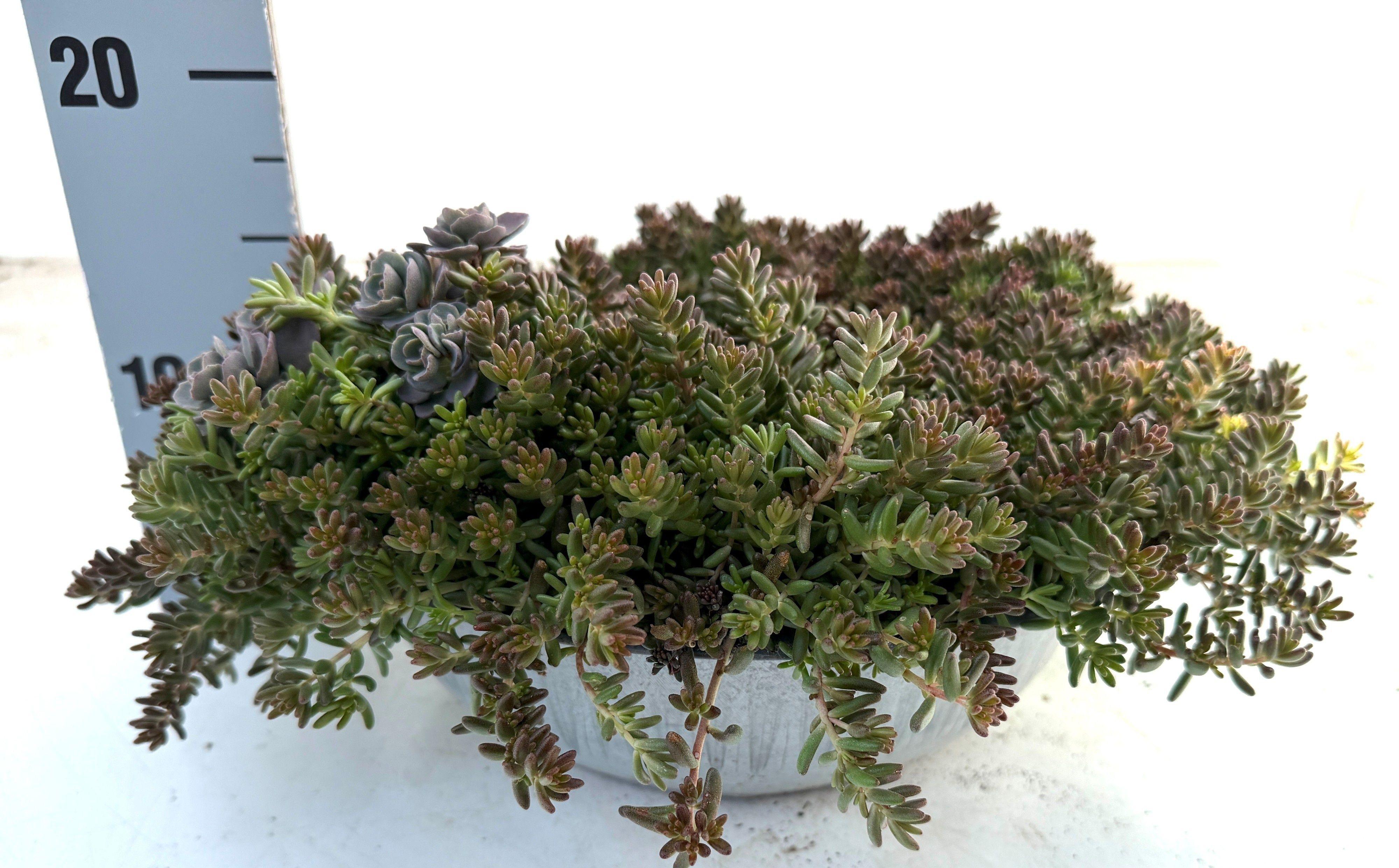 Горшечные цветы и растения оптом Sedum Gem от 1шт из Голландии с доставкой по России