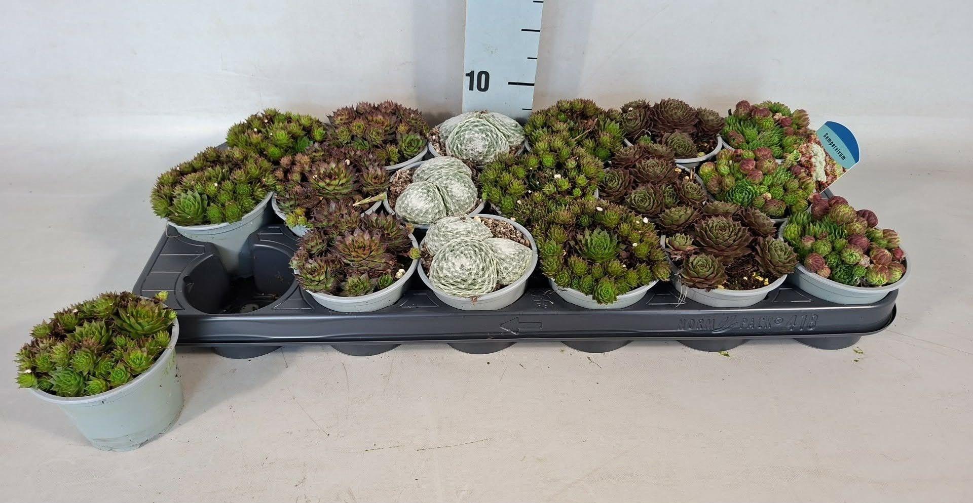 Горшечные цветы и растения оптом Semp Gem от 18шт (для телеги) из Голландии с доставкой по России