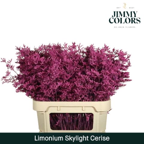 Срезанные цветы оптом Limonium paint cerise от 75шт из Голландии с доставкой по России