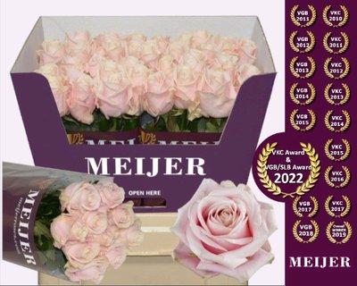 Срезанные цветы оптом Rosa large sweet avalanche+ Meijer purple от 40шт из Голландии с доставкой по России
