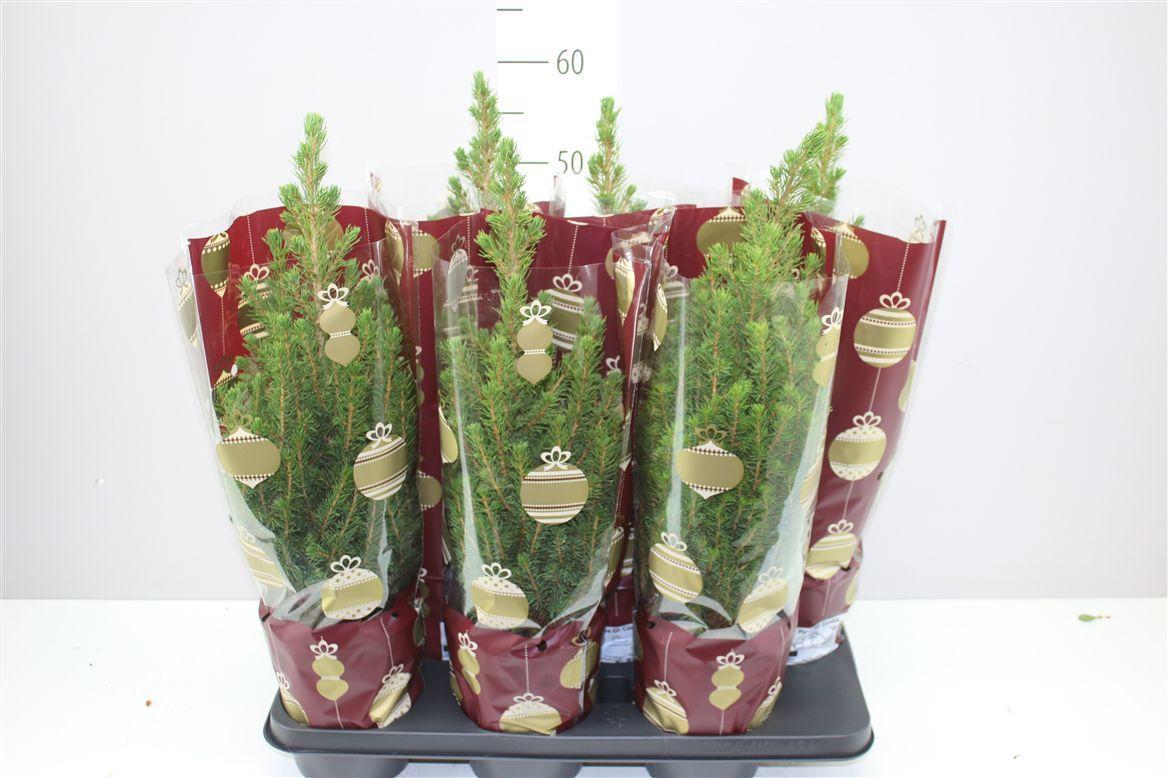 Горшечные цветы и растения оптом Picea Gl Conica In Kersthoes от 6шт из Голландии с доставкой по России