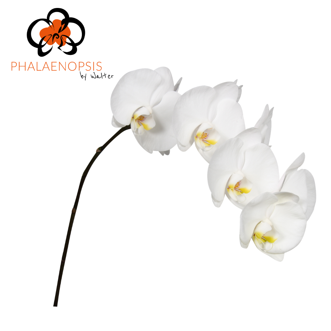 Срезанные цветы оптом Phalaenopsis sensation white (per stem) от 15шт из Голландии с доставкой по России