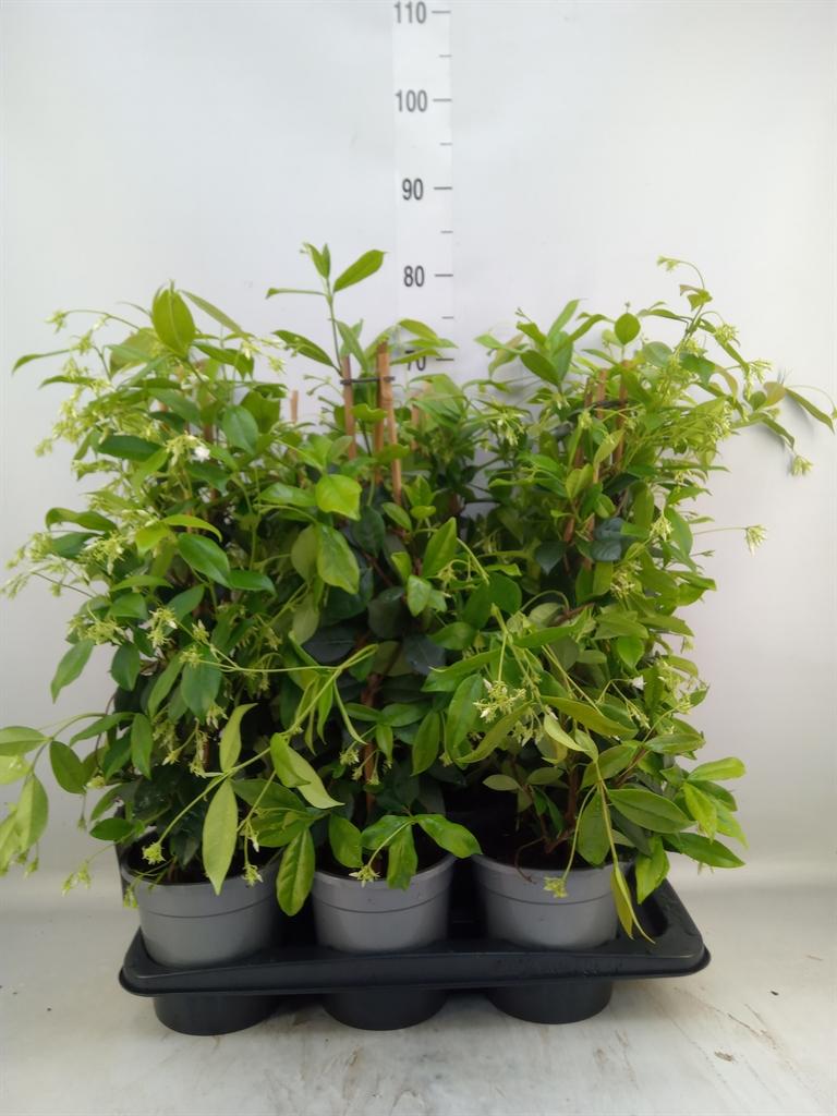 Горшечные цветы и растения оптом Trachelospermum Jasm. от 6шт из Голландии с доставкой по России