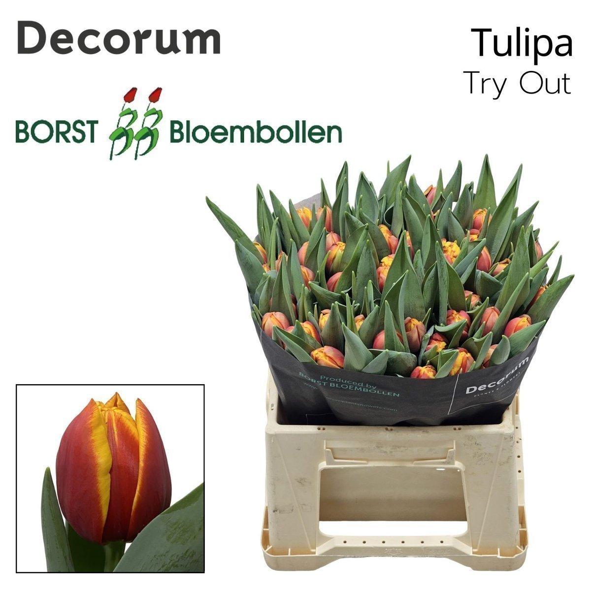 Срезанные цветы оптом Tulipa do try out от 50шт из Голландии с доставкой по России