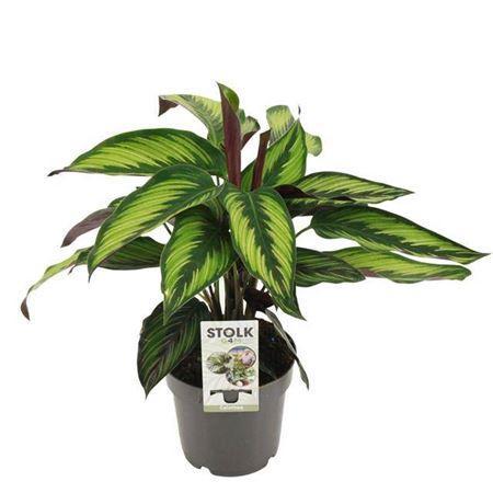 Горшечные цветы и растения оптом Calathea Beautystar P14 от 8шт из Голландии с доставкой по России