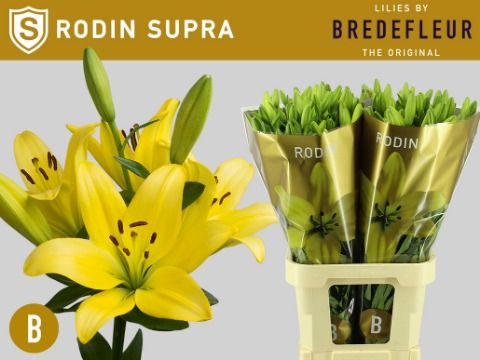 Срезанные цветы оптом Lilium la rodin supra от 40шт из Голландии с доставкой по России