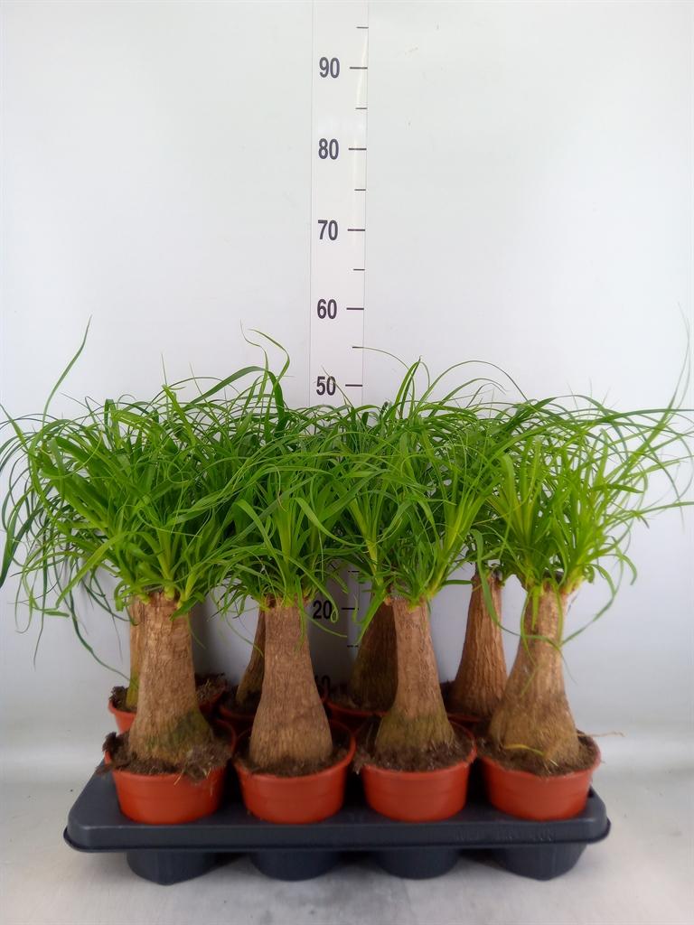 Горшечные цветы и растения оптом Beaucarnea Recurvata от 8шт из Голландии с доставкой по России