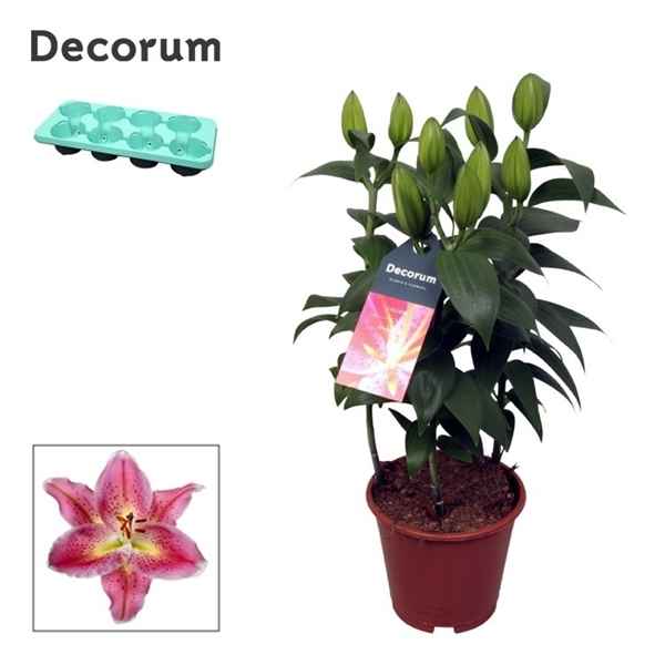 Горшечные цветы и растения оптом Lilium Or Reeleeze 3pp (decorum) от 8шт из Голландии с доставкой по России