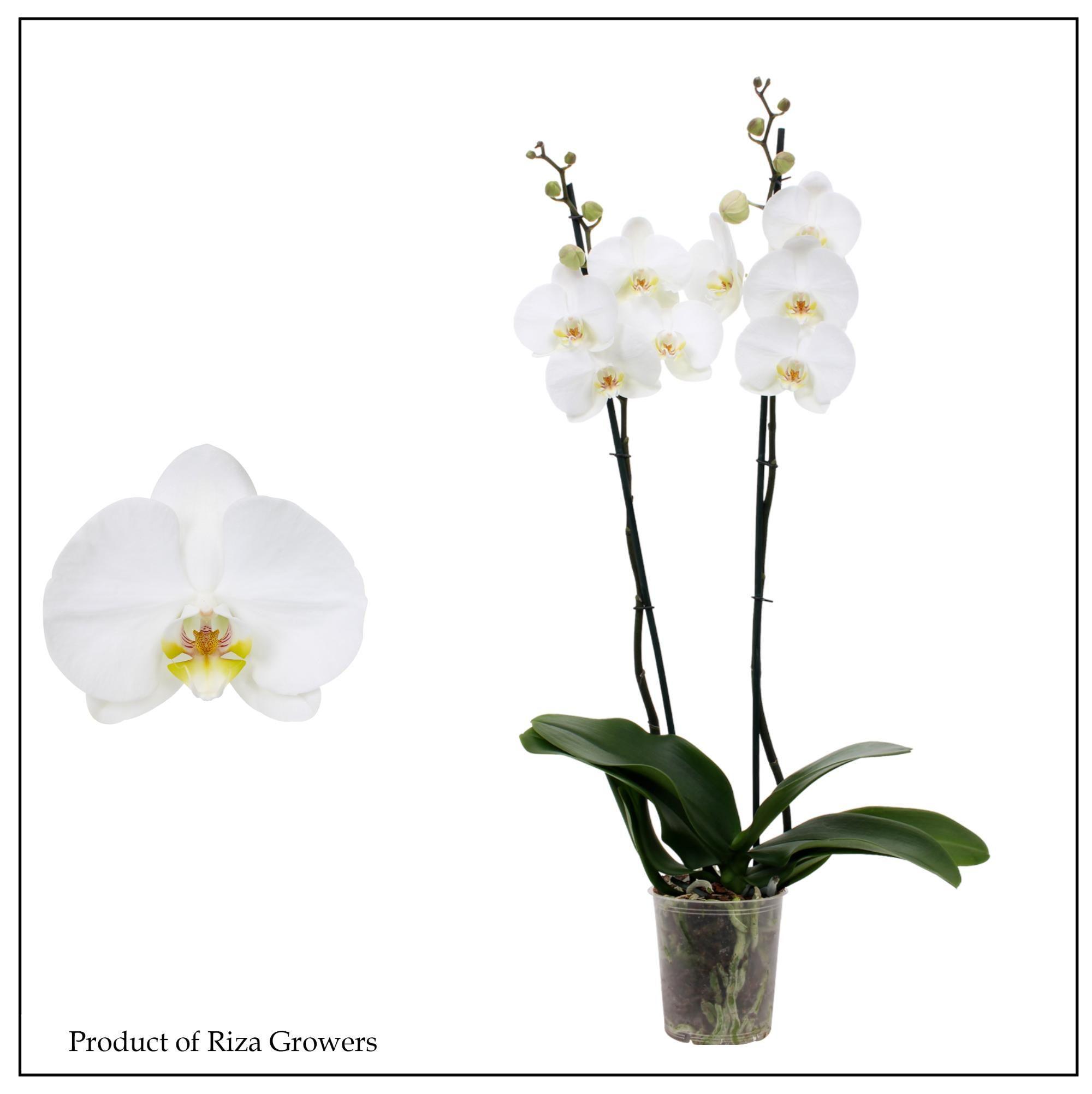 Горшечные цветы и растения оптом Phal 2st White Bigflower (open) от 10шт из Голландии с доставкой по России