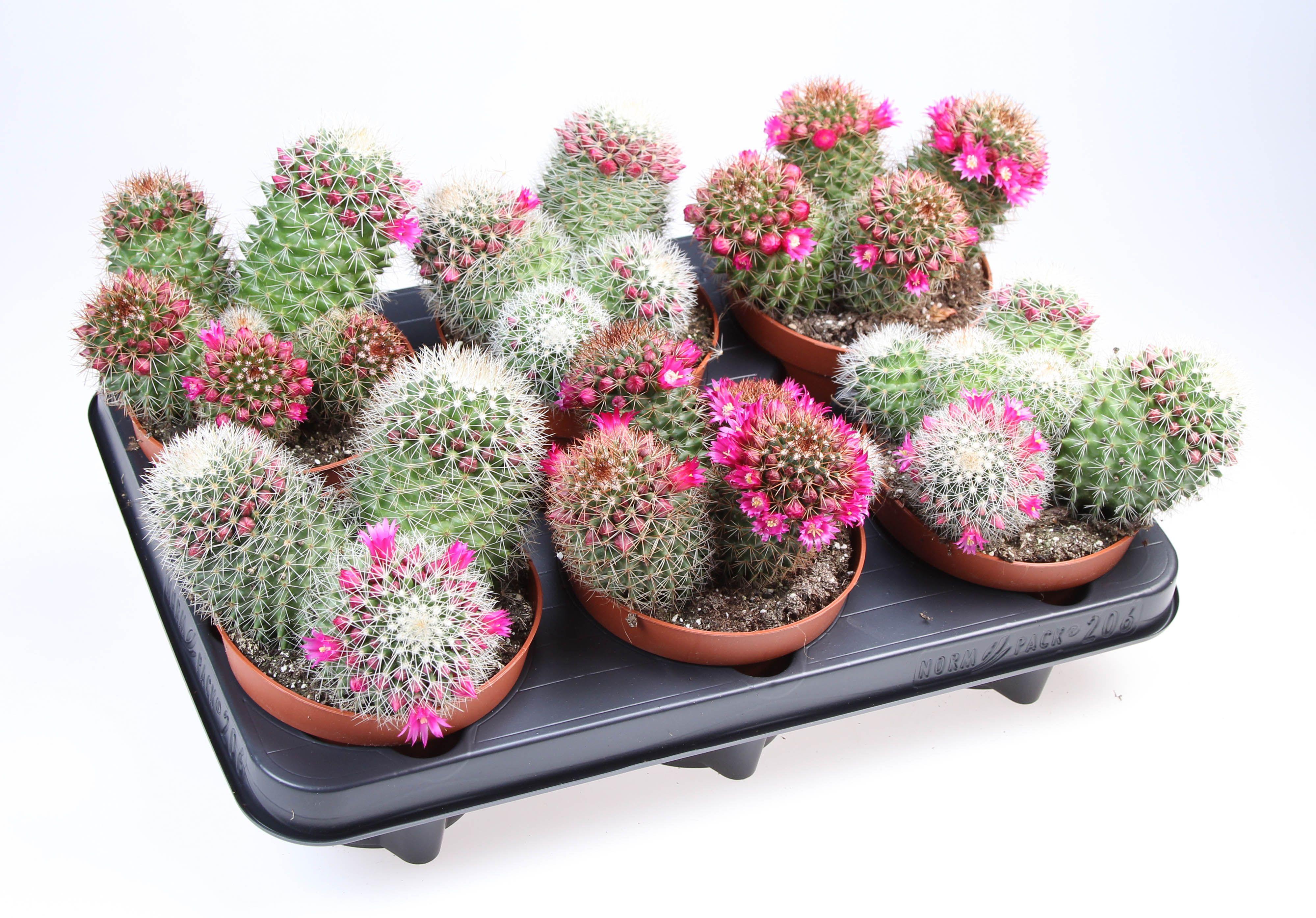 Горшечные цветы и растения оптом Mammillaria Mix Flowering от 6шт из Голландии с доставкой по России