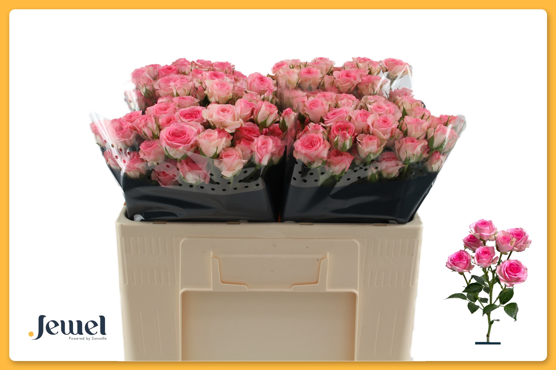 Срезанные цветы оптом Rosa spray tralala от 60шт. из Голландии с доставкой по России