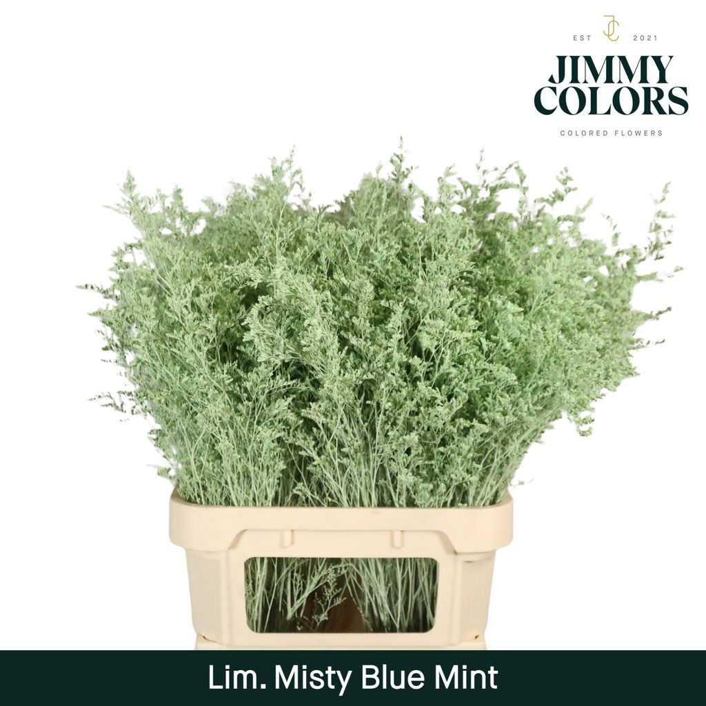 Срезанные цветы оптом Limonium misty blue paint mintgreen от 50шт из Голландии с доставкой по России