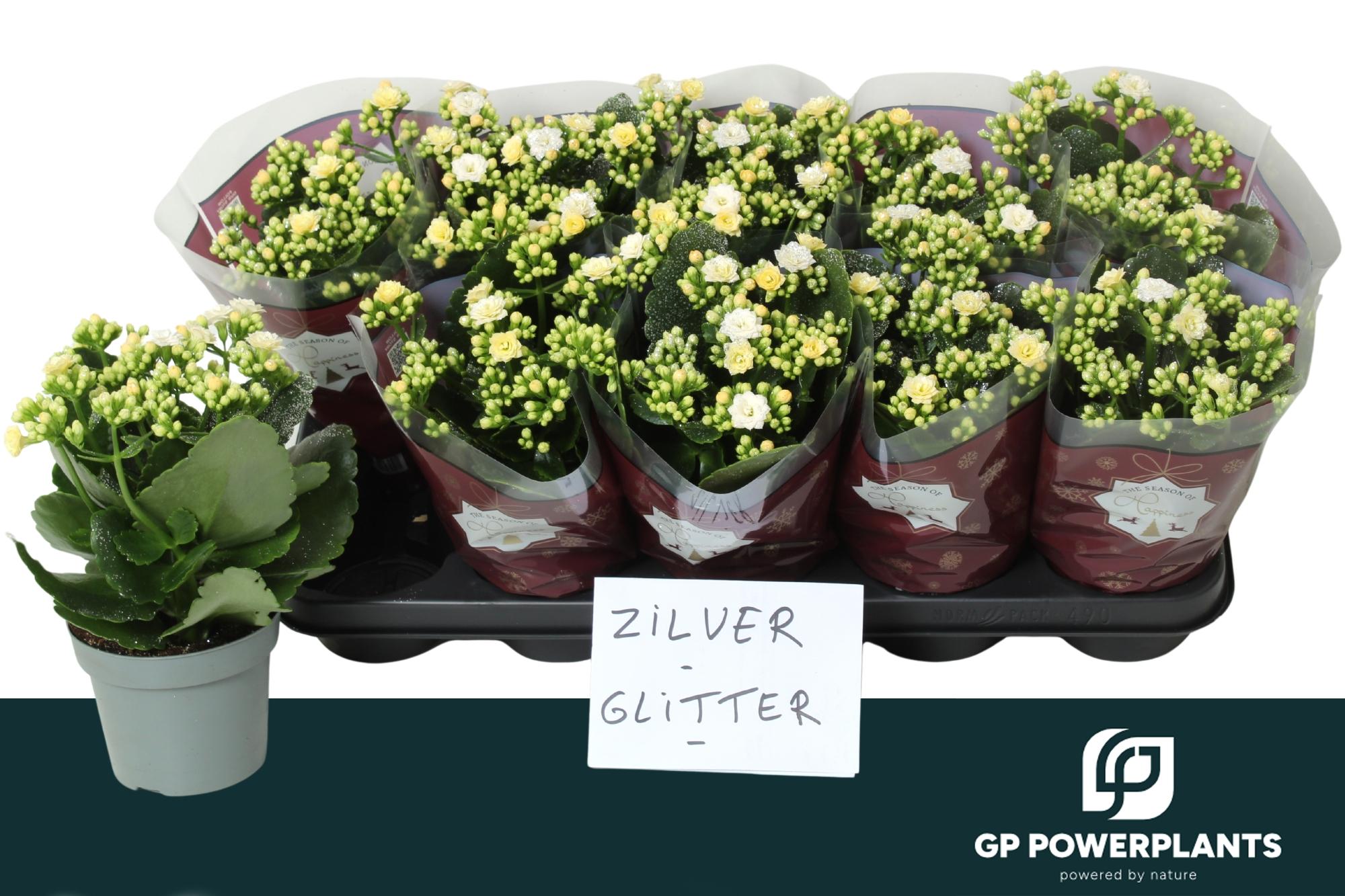 Горшечные цветы и растения оптом Kal Ge Rf Sia от 10шт из Голландии с доставкой по России