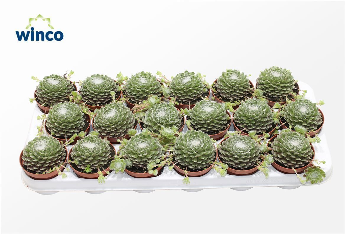 Горшечные цветы и растения оптом Sempervivum Arachnoidum от 18шт (для телеги) из Голландии с доставкой по России