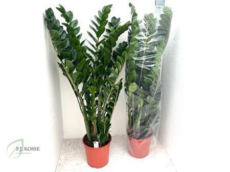 Горшечные цветы и растения оптом Zamio Zamiifolia 8-10+++ от 1шт из Голландии с доставкой по России