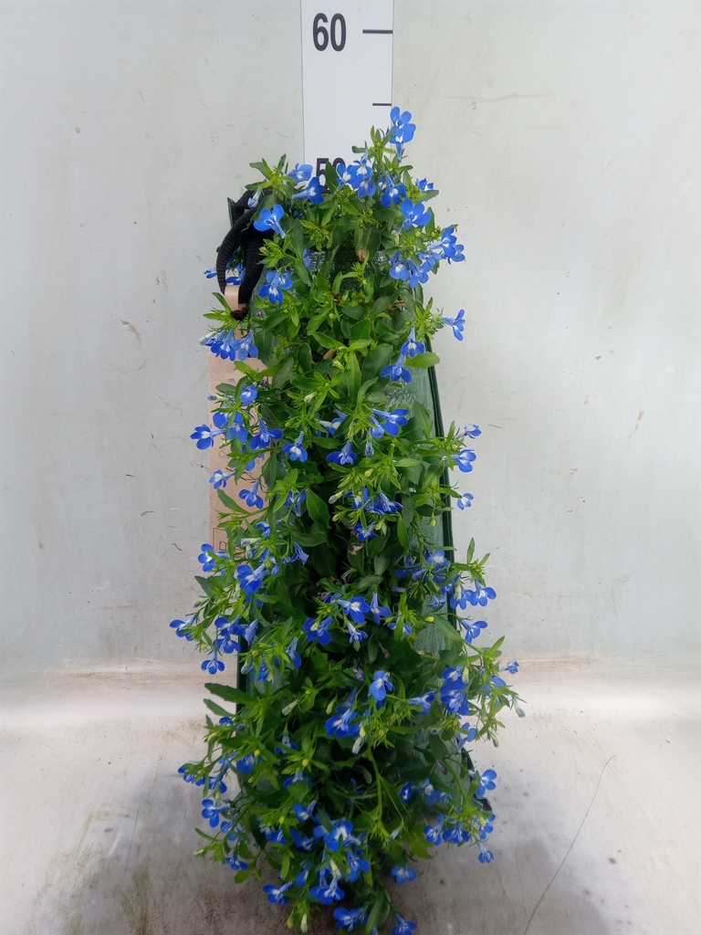 Горшечные цветы и растения оптом Lobelia Erin.   ... от 1шт из Голландии с доставкой по России