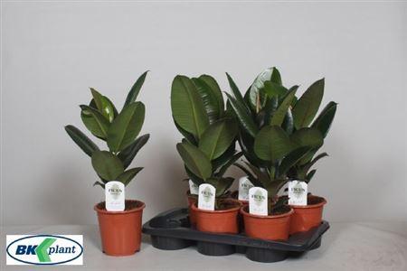 Горшечные цветы и растения оптом Ficus El Robusta от 6шт из Голландии с доставкой по России