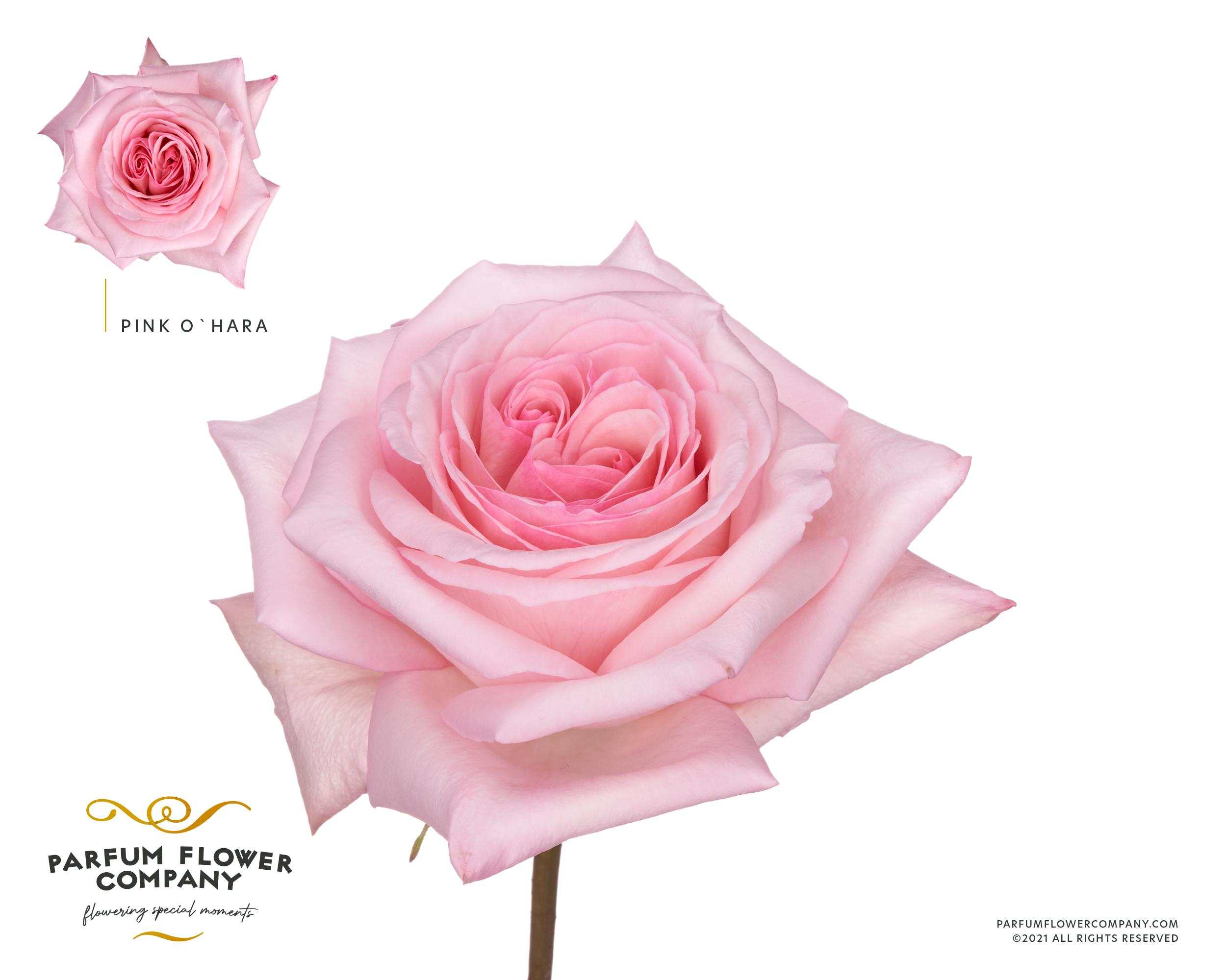 Срезанные цветы оптом Rosa garden pink ohara (scented) от 24шт из Голландии с доставкой по России