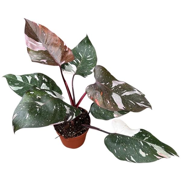 Горшечные цветы и растения оптом Philodendron Red Anderson Pink от 1шт из Голландии с доставкой по России