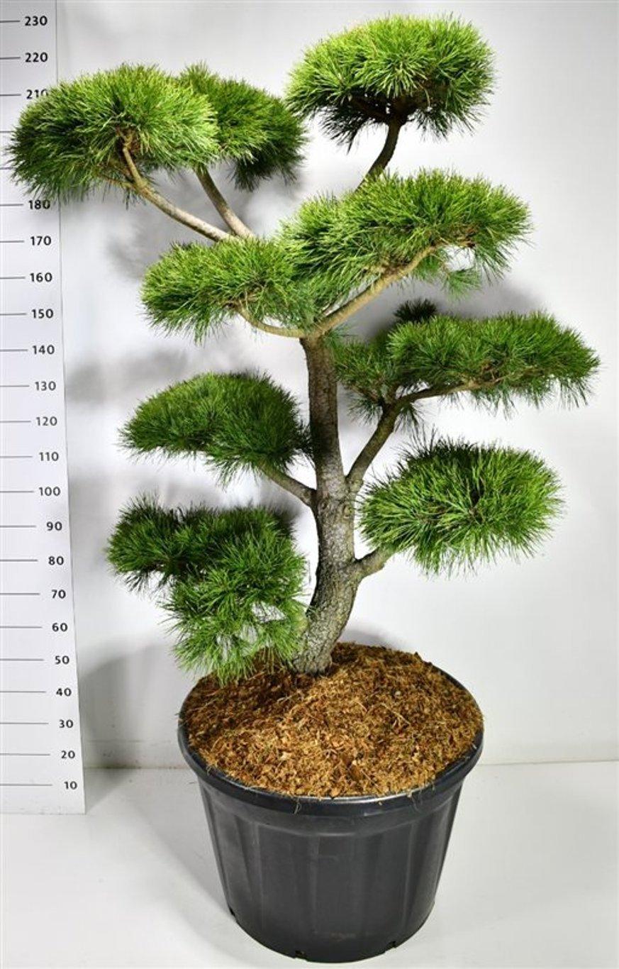Горшечные цветы и растения оптом Pinus Contorta от 1шт из Голландии с доставкой по России