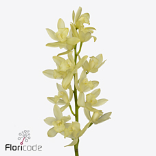 Срезанные цветы оптом Minicymbidium limoncello от 8шт из Голландии с доставкой по России