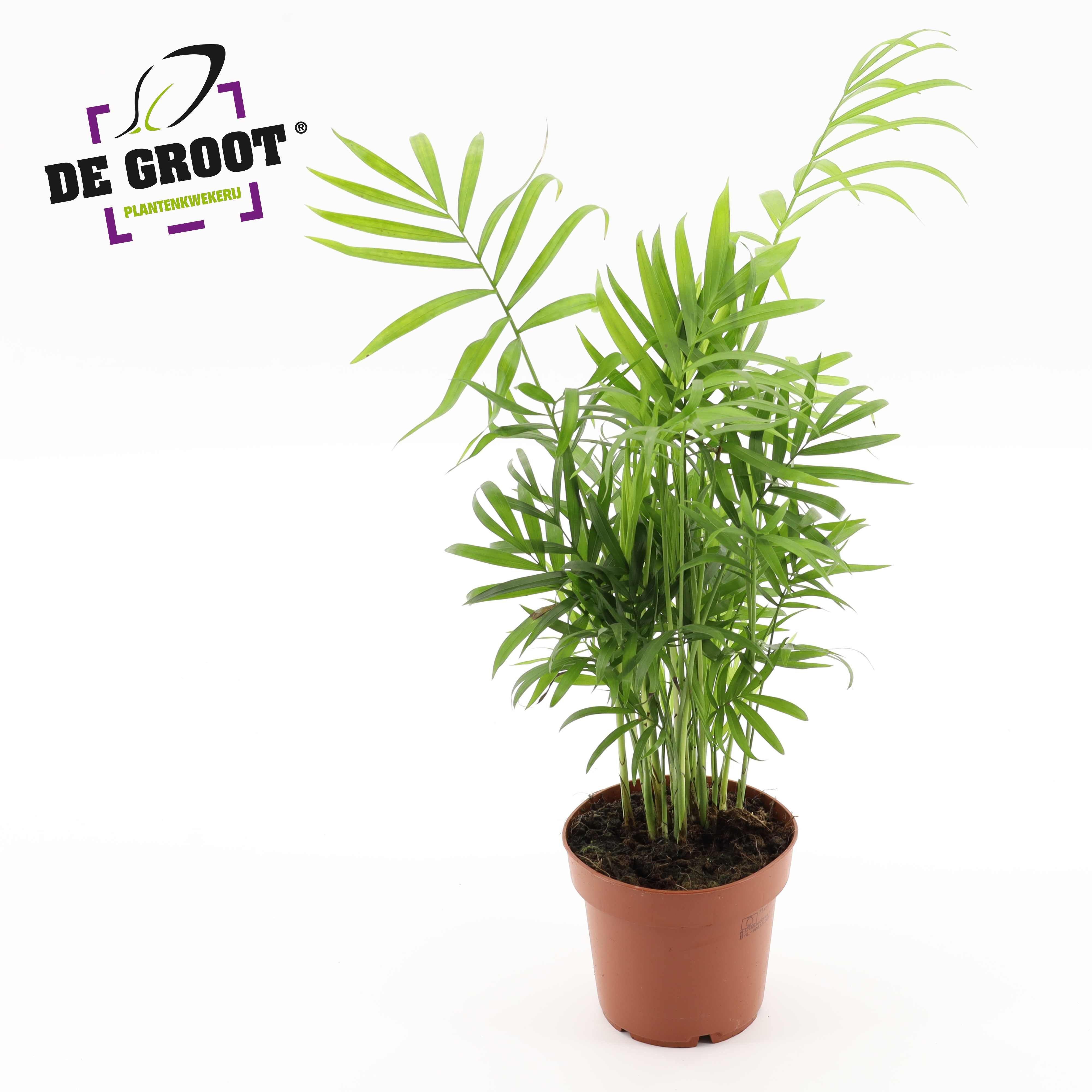 Горшечные цветы и растения оптом Chamaedorea Elegans A от 10шт из Голландии с доставкой по России