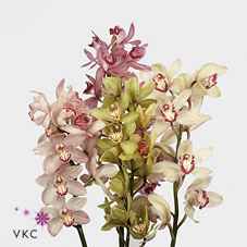 Срезанные цветы оптом Cymbidium mix от 9шт из Голландии с доставкой по России