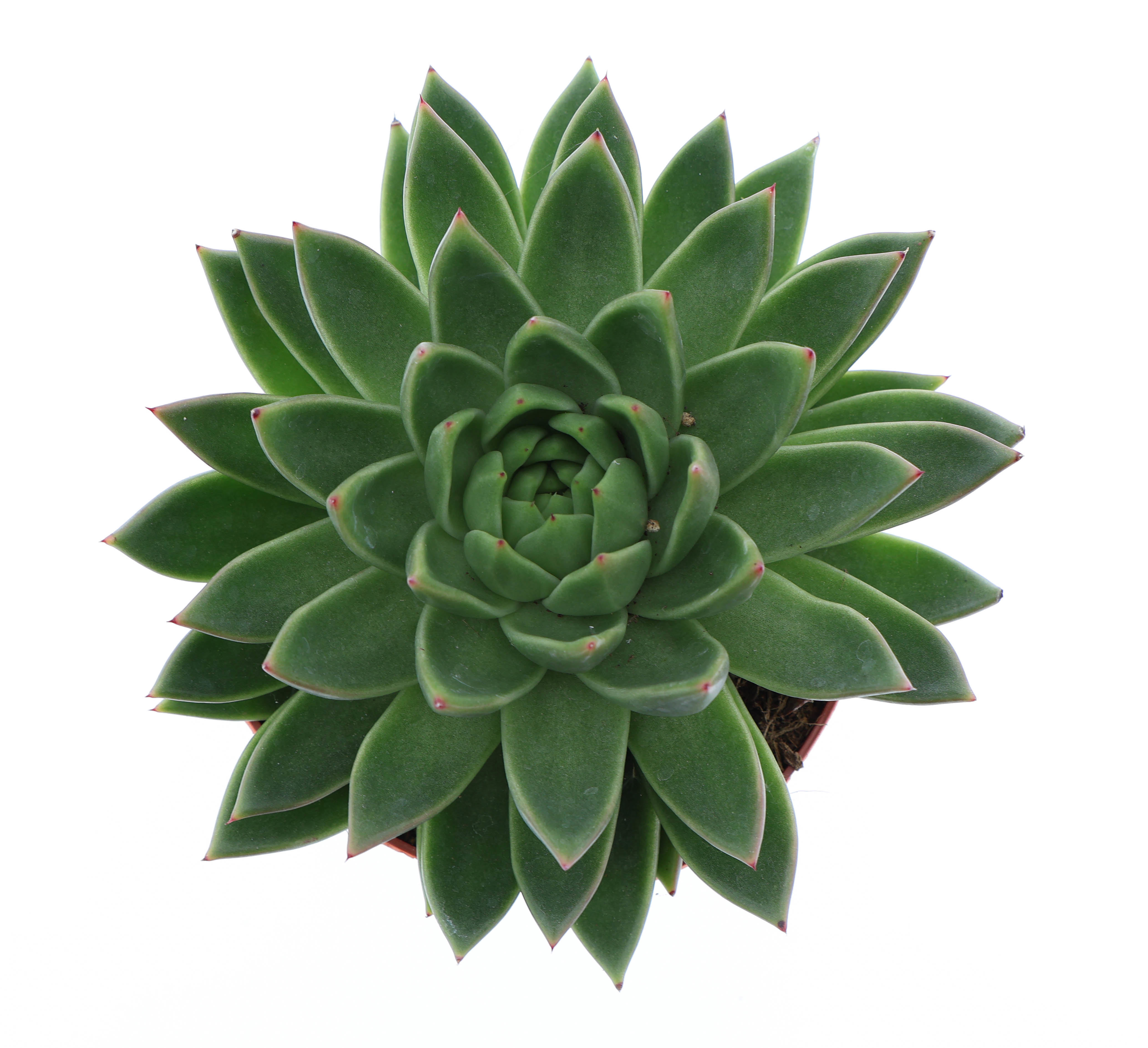 Горшечные цветы и растения оптом Echeveria Miranda от 3шт из Голландии с доставкой по России