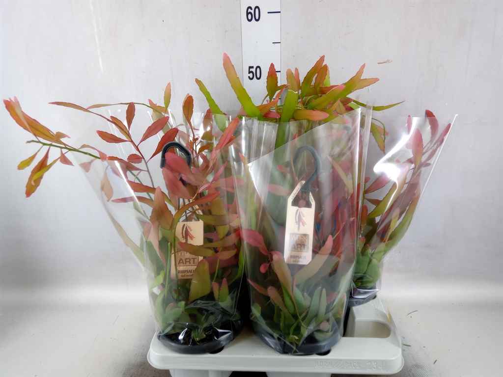 Горшечные цветы и растения оптом Rhipsalis   ... от 4шт из Голландии с доставкой по России