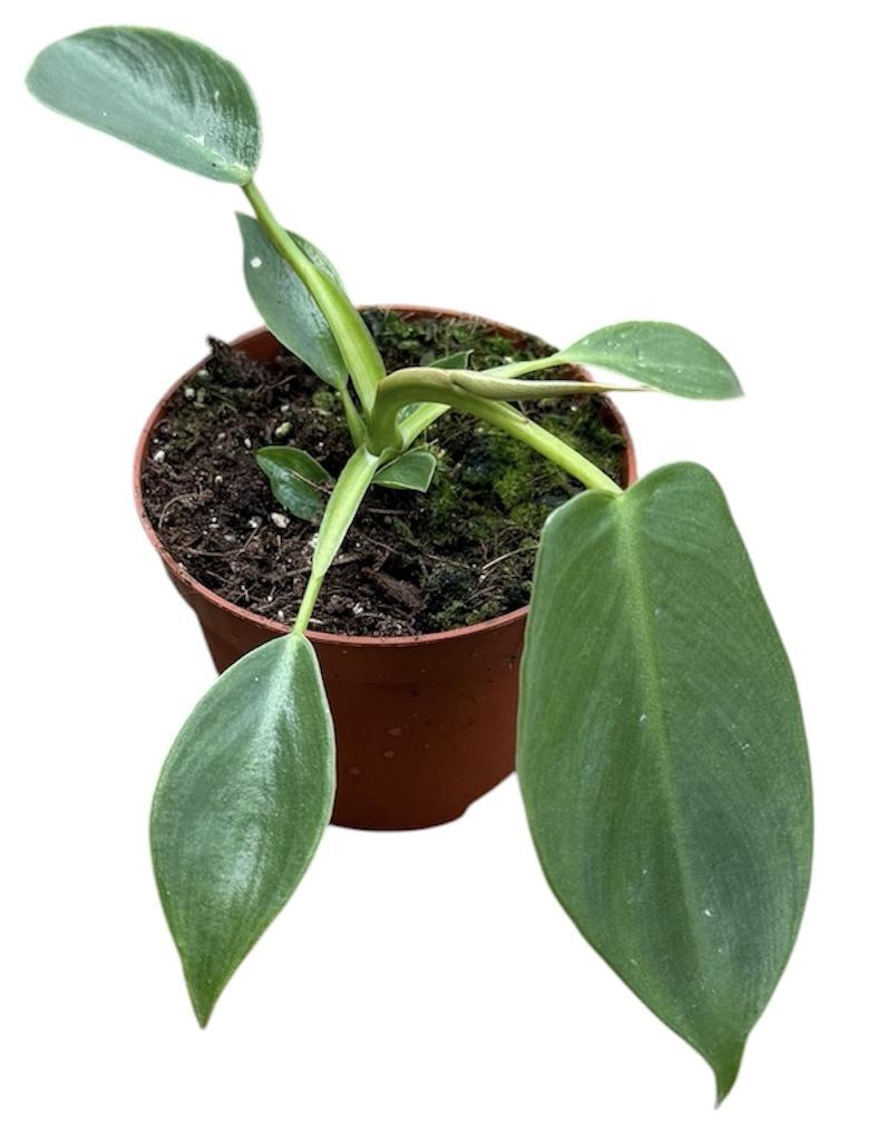 Горшечные цветы и растения оптом Philodendron Spiritus Sancti от 1шт (для телеги) из Голландии с доставкой по России