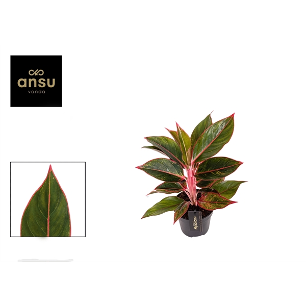 Горшечные цветы и растения оптом Aglaonema Jungle Red от 6шт из Голландии с доставкой по России