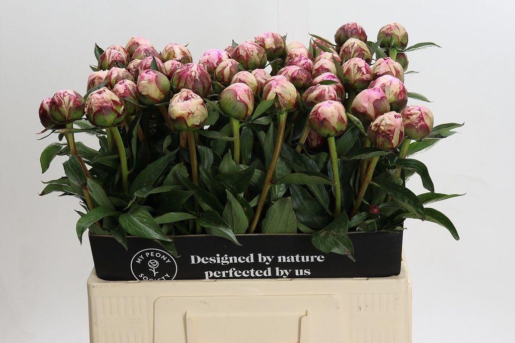 Срезанные цветы оптом Paeonia sarah bernhardt от 60шт. из Голландии с доставкой по России