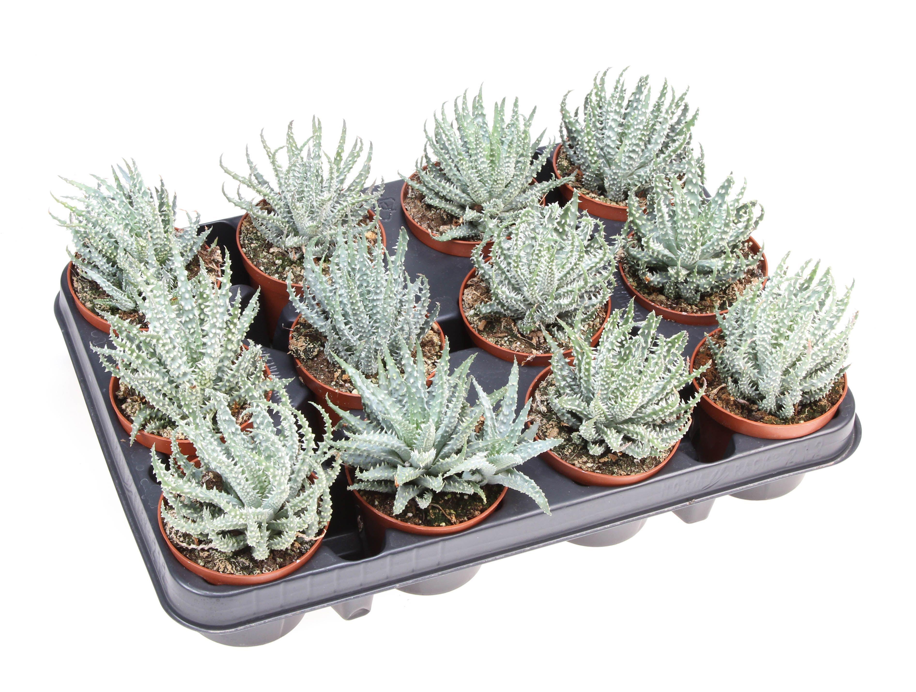 Горшечные цветы и растения оптом Aloe Humilis от 12шт (для телеги) из Голландии с доставкой по России