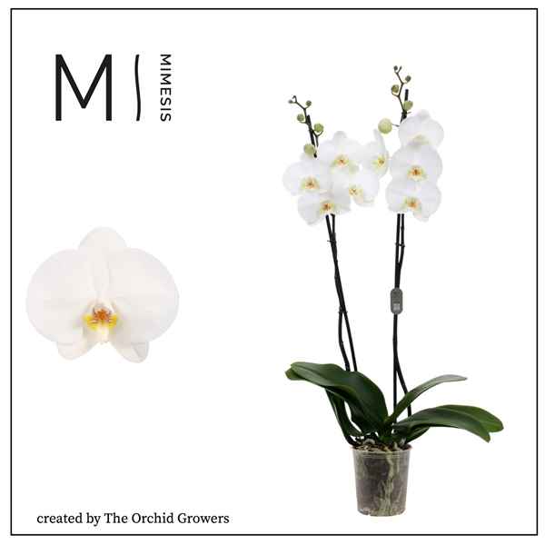 Горшечные цветы и растения оптом Phal 2st White 16+ (orchid Growers) от 10шт из Голландии с доставкой по России