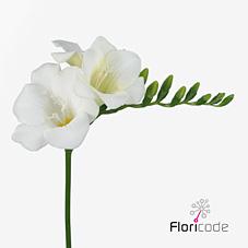 Срезанные цветы оптом Freesia si wonderful white от 100шт из Голландии с доставкой по России