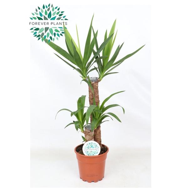 Горшечные цветы и растения оптом Yucca 45-20 2+ от 6шт из Голландии с доставкой по России Горшечные цветы и растения оптом Yucca 45-20 2+ от 6шт из Голландии с доставкой по России