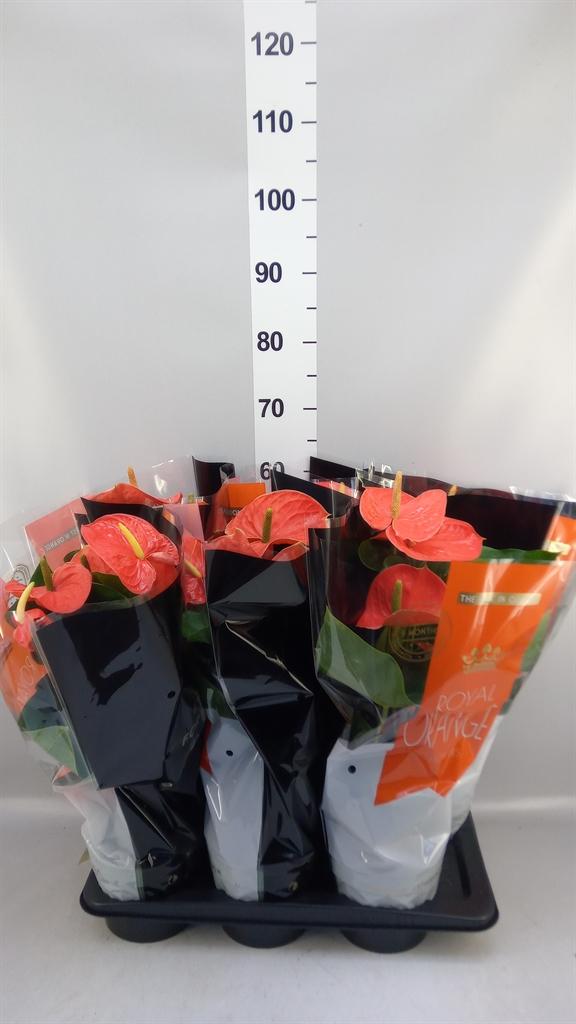 Горшечные цветы и растения оптом Anthurium Andr. nebraska от 6шт из Голландии с доставкой по России