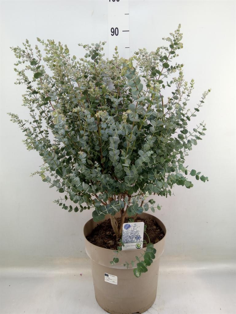 Горшечные цветы и растения оптом Eucalyptus от 1шт из Голландии с доставкой по России