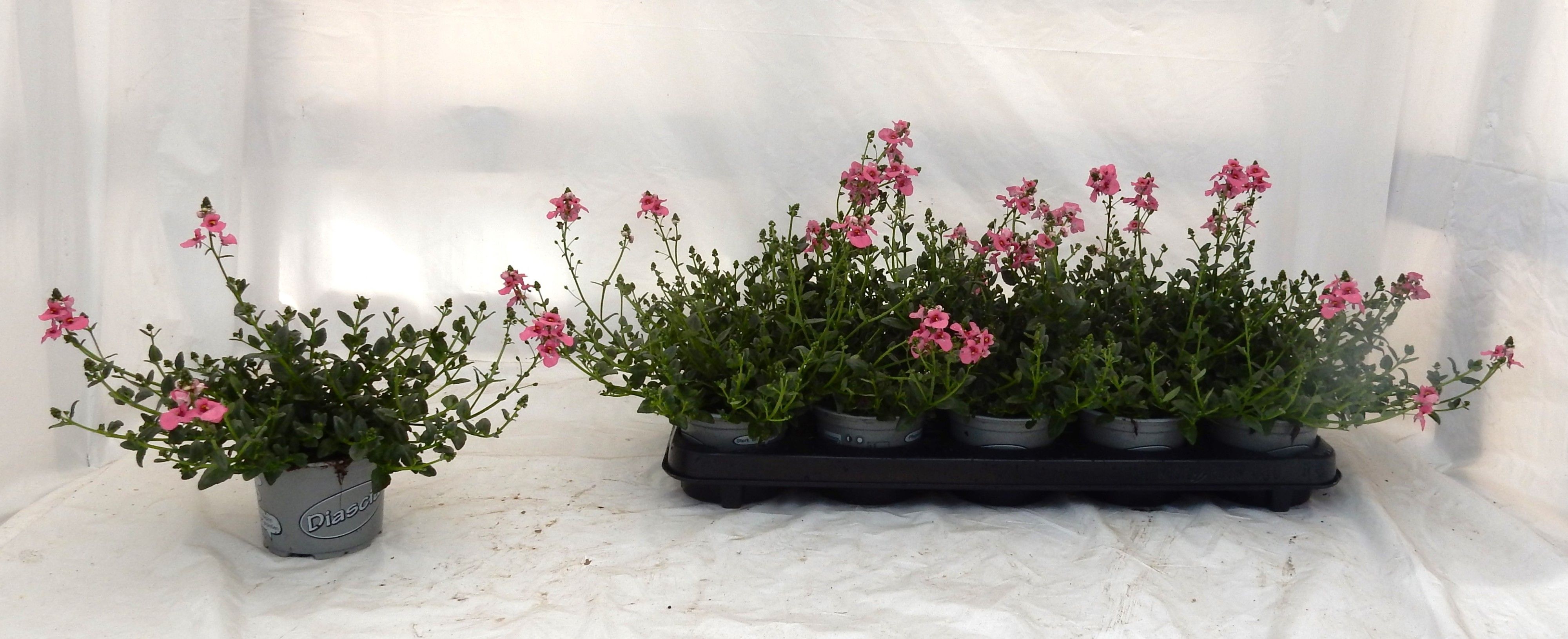 Горшечные цветы и растения оптом Dias My Darlin Berry от 10шт из Голландии с доставкой по России