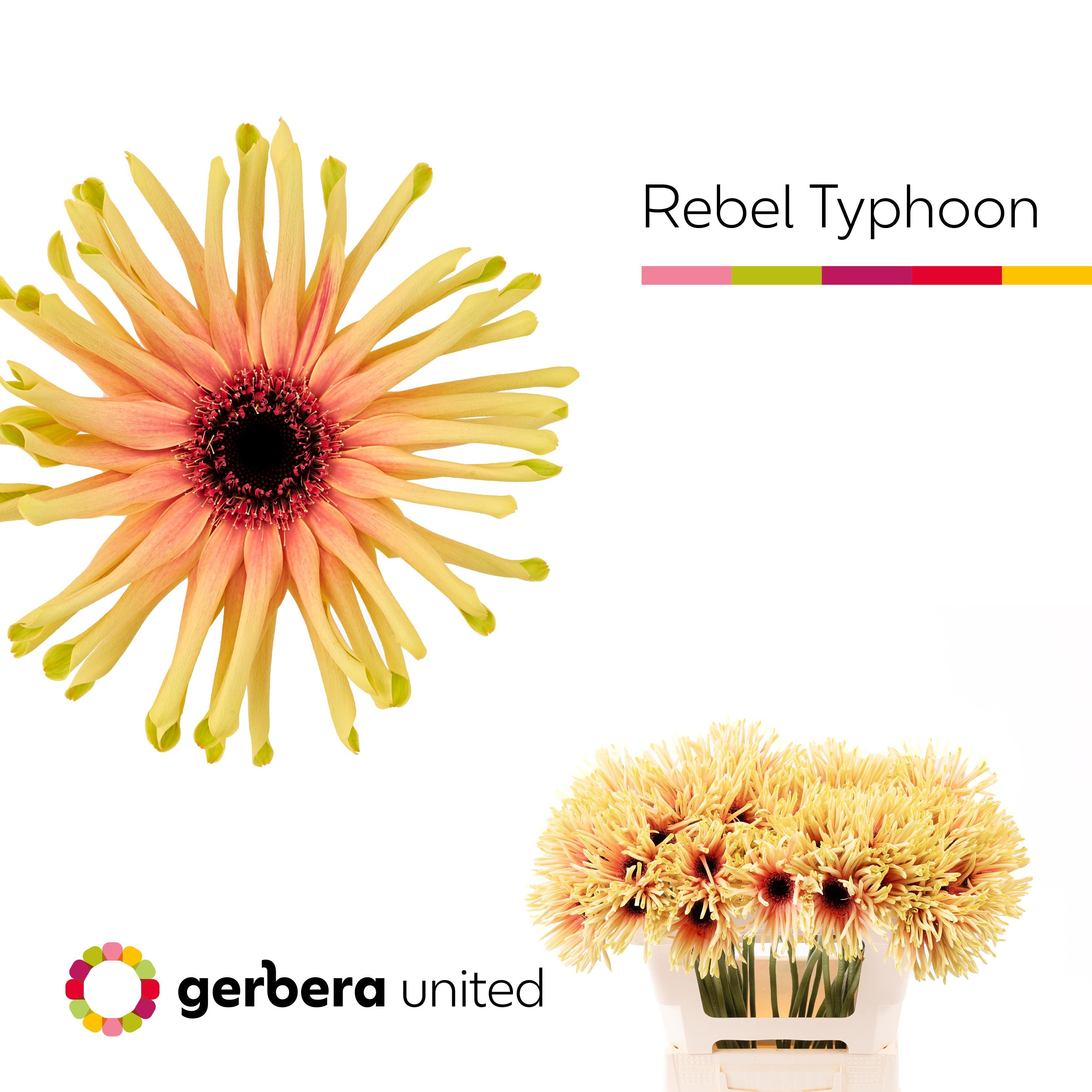 Срезанные цветы оптом Gerbera rebel typhoon от 50шт. из Голландии с доставкой по России