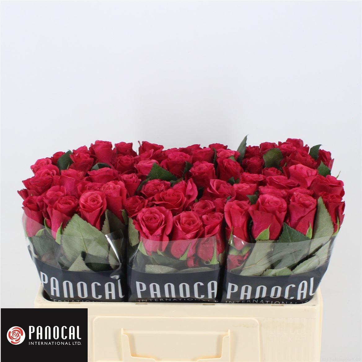 Срезанные цветы оптом Rosa large tacazzi+ от 80шт. из Голландии с доставкой по России