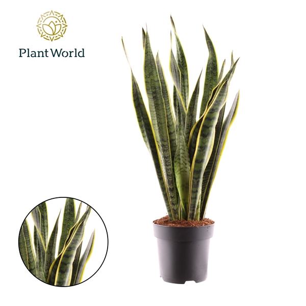 Горшечные цветы и растения оптом Sansevieria Laurentii (decorum) от 4шт из Голландии с доставкой по России