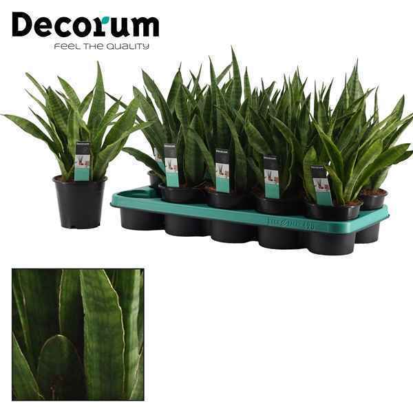 Горшечные цветы и растения оптом Sansevieria Javanica (decorum) от 10шт из Голландии с доставкой по России