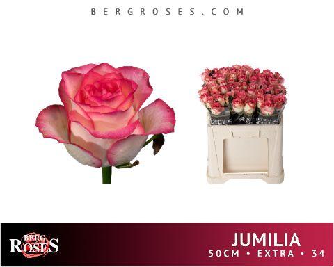 Срезанные цветы оптом Rosa large jumilia от 60шт из Голландии с доставкой по России