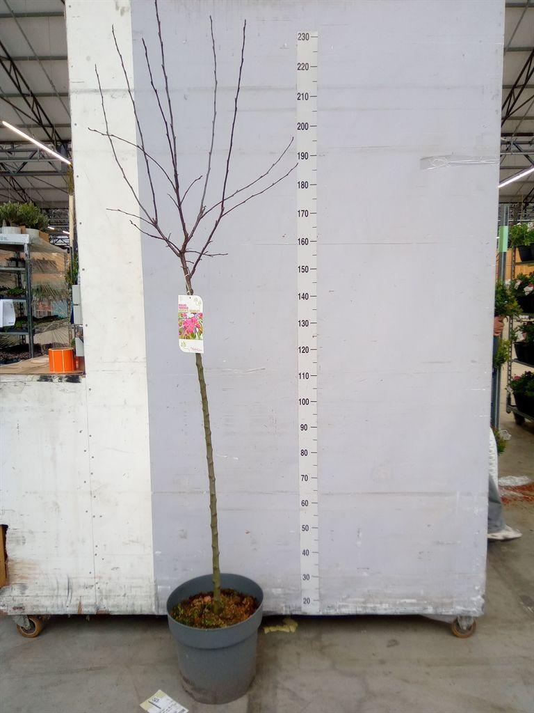 Горшечные цветы и растения оптом Malus   ... от 1шт из Голландии с доставкой по России