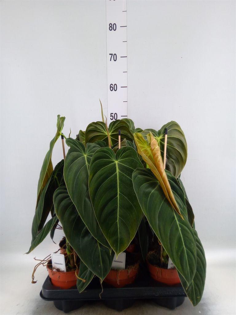 Горшечные цветы и растения оптом Philodendron Melanochrysum от 6шт из Голландии с доставкой по России