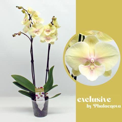 Горшечные цветы и растения оптом Phal 2st Alice 18+(phalaenova) от 10шт из Голландии с доставкой по России