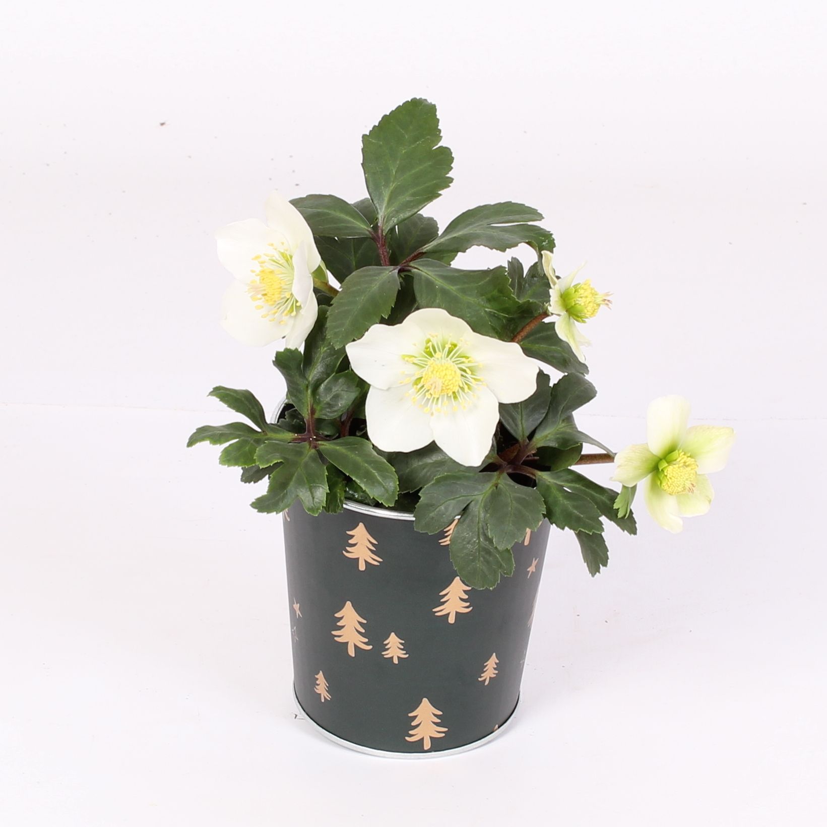 Горшечные цветы и растения оптом Helleborus N. Christmas Carol In Kerst Zink D. Gro от 8шт (для телеги) из Голландии с доставкой по России